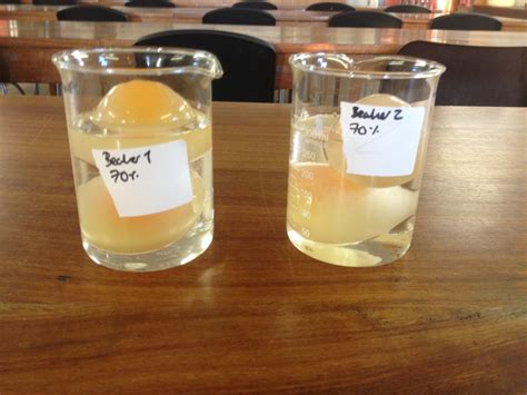 Egg osmosis experiment