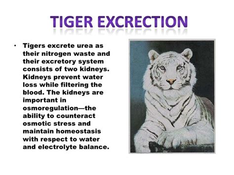 Animal excretion