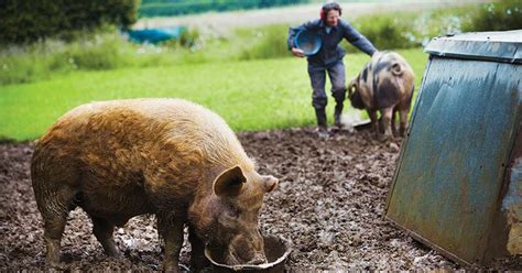 How to Compost Pig Manure - Gardening Treat