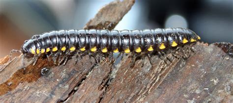 My Favorite Millipede « NORTHWEST WILDLIFE ONLINE