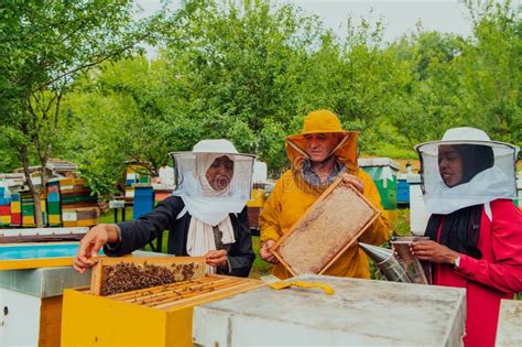 Business Partners with an Experienced Senior Beekeeper Checking the ...