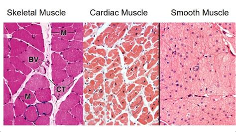 Skeletal Muscle Histology Labeled | Hot Sex Picture