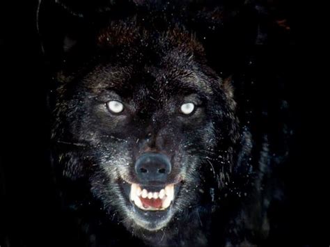 Black Wolf HD images dark black wolf in winter 800x600 | Wolf face ...