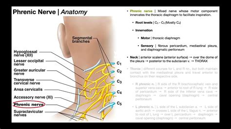 Supraclavicular Nerve Model