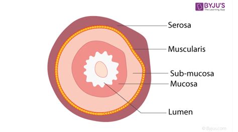 What are the layers of the gastrointestinal tract? What are their ...