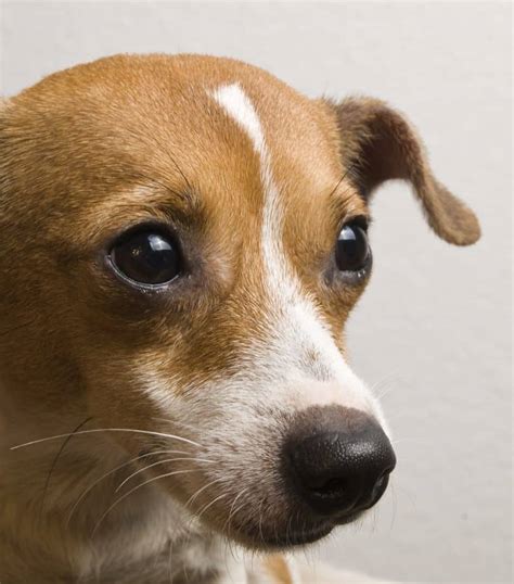 Jack Chi (Jack Russell Chihuahua Mix): a Small and Active dog - Animalso