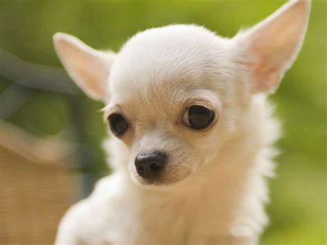 Chihuahua breed Dogs - Pets Cute and Docile