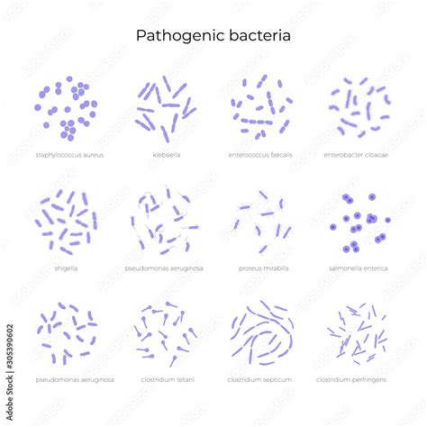 Vector illustration of pathogenic bacteria Stock Vector | Adobe Stock