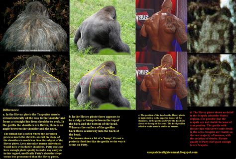 Silverback vs gorilla grodd - fihoureX