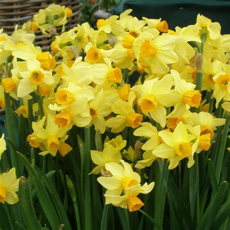 Narcissus (Autumn Planted Bulbs) Cultivation - Pheasant Acre Plants