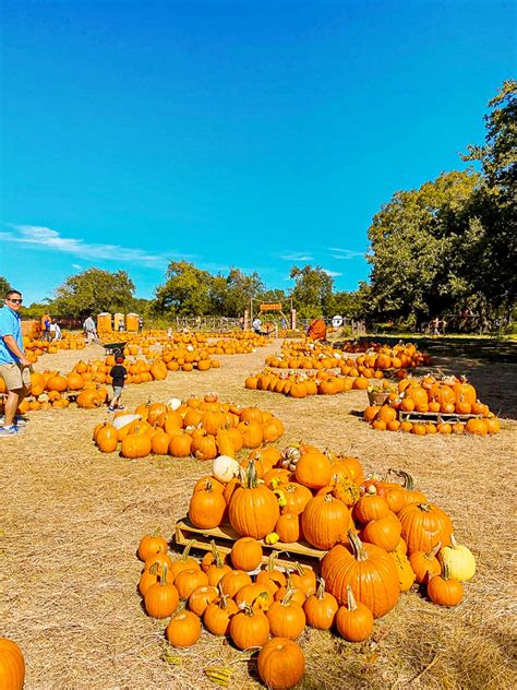 Things To Do In The Fall In Austin: Your Autumn Bucket List | The ...