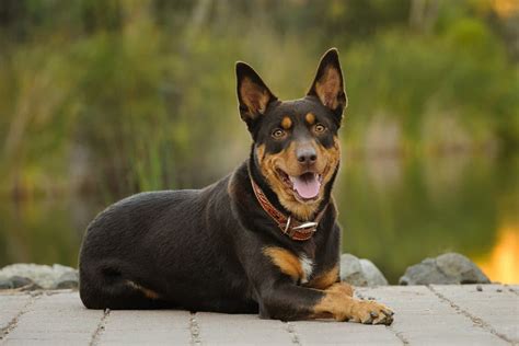 Australian kelpie: Dog breed characteristics & care