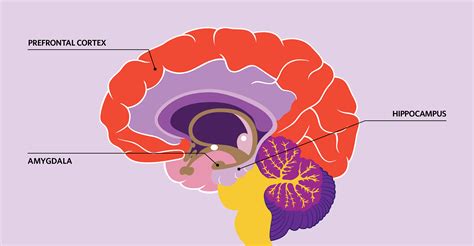 Prefrontal Cortex Function