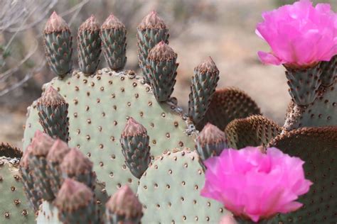 Spring Brings Vibrant Cactus Flowers to the Mojave Desert