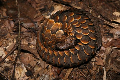 Pangolin - fascinating Facts