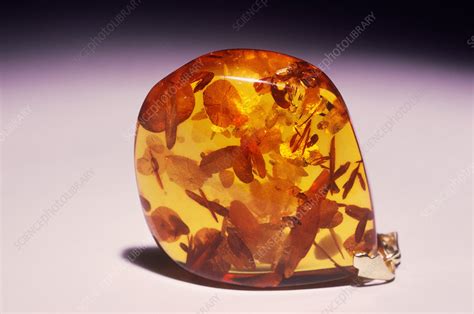 Amber, Baltic Sea Area - Stock Image - C001/4203 - Science Photo Library