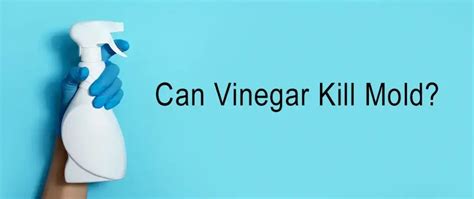 Can Vinegar Kill Mold? Ultimate Guide To Efficiently, Tackle Mold ...