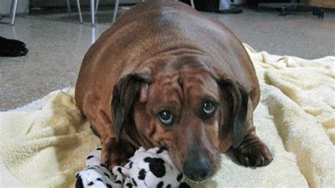 Morbidly obese wiener dog on strict diet regimen | CBC News