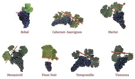 Grape varieties - DO Valencia