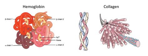 Protein Folding | ChemTalk