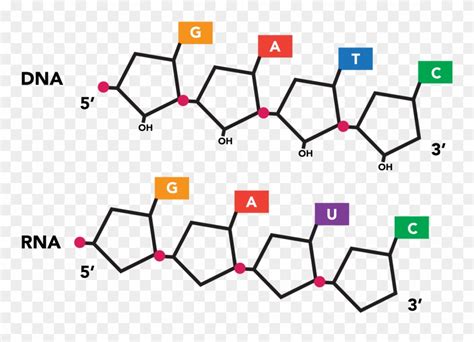 Equivalent Nucleotide Sequences Expressed In Dna And Clipart (#2918481 ...