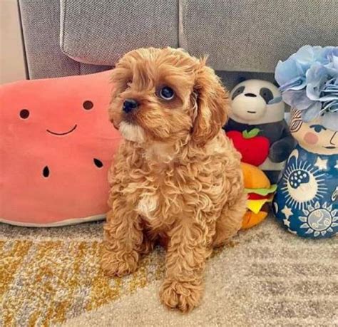 Cute And Adorable Cavapoo Puppies For Free Adoption - Michigan Center ...