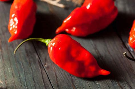 The Ghost Pepper Planting Guide: A To Zing - PepperScale