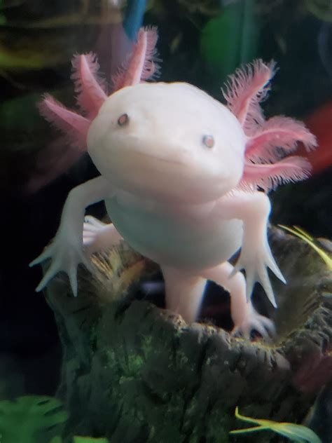 Xolotl the Axolotl! : r/axolotls