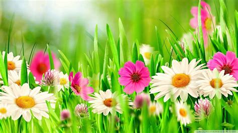 Grass and Flowers Wallpapers - Top Free Grass and Flowers Backgrounds ...