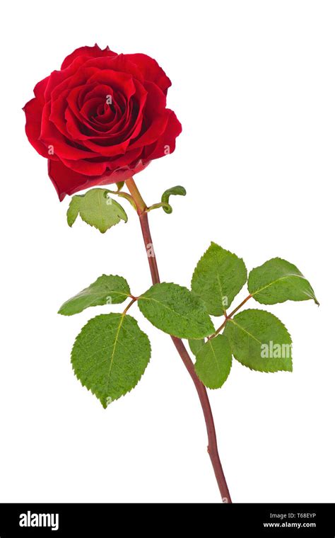 Red rose with leaves isolated on white background Stock Photo - Alamy