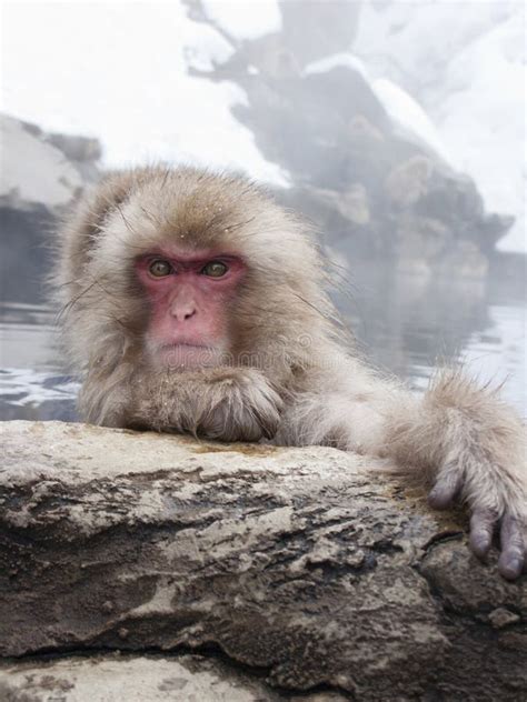 Snow Monkey in Hot Springs of Nagano,Japan. Stock Image - Image of ...