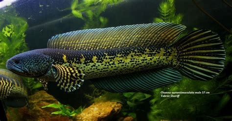 8 best images about snakehead fish on Pinterest | Mouths, The golden ...