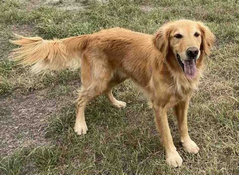 Glorious Golden Retriever for Adoption in Calgary AB - Meet Stanley