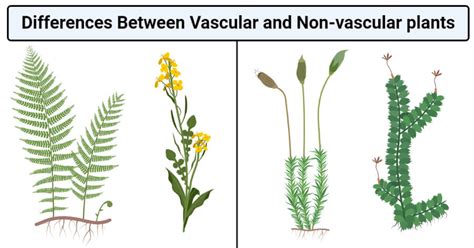 Vascular vs. Non-vascular Plants: 17 Differences, Examples