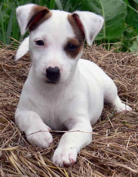 Adopt A Jack Russell Terrier | PETSIDI