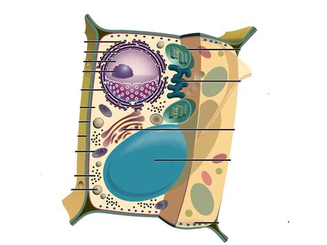 plant cell labelling Diagram | Quizlet