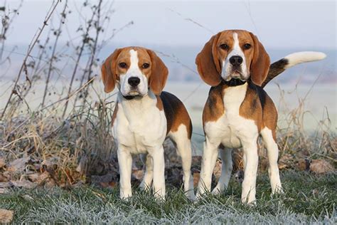 Beagle Dog Breed Information