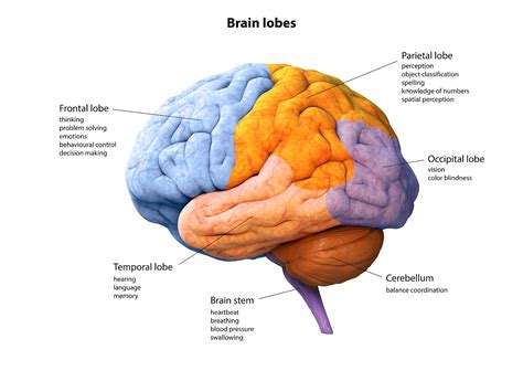 Brain Diagrams From Lobes To Functions Parts Of The Brain Lo