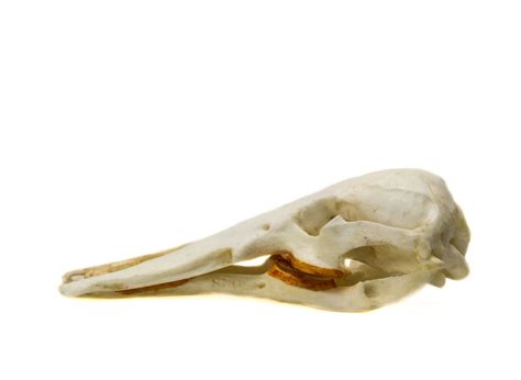 Platypus Skull Replica