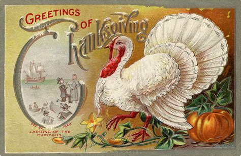 7 White Turkey Images - Vintage Thanksgiving! - The Graphics Fairy