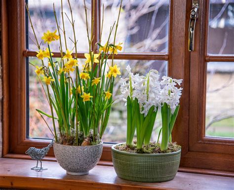 When and Where to Plant Narcissus | Balcony Garden Web