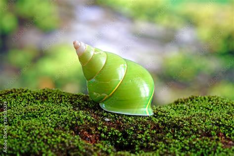 Emerald green snail or Green tree snail, scientific name : Papustyla ...