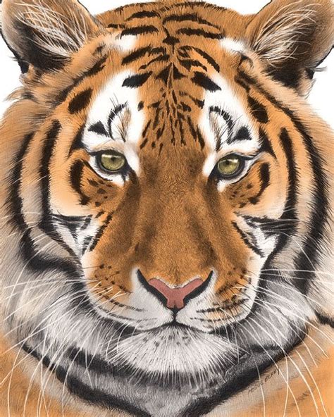 Tiger Print Drawing