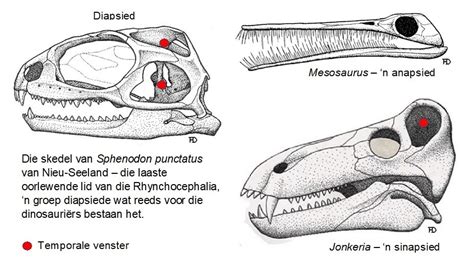 ARCHOSAURIA 1: Inleiding – Die wêreld om ons