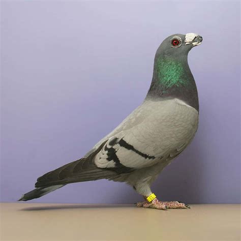 15 Most Popular Pigeon Breeds - Tail and Fur