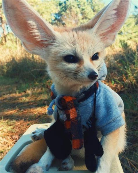 15 Interesting Facts About Fennec Foxes | Page 2 of 3 | PetPress