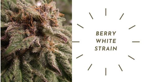 Berry White Strain: Effects And Benefits Explained