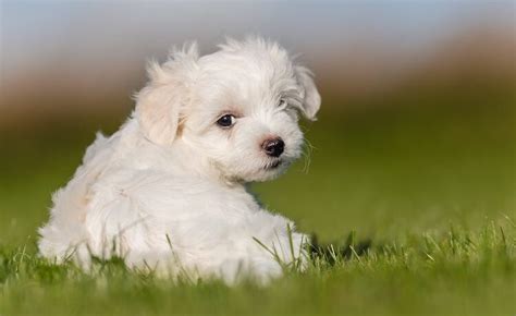 Maltese Poodle Mix – The Ultimate Guide to the Mighty Maltipoo | All ...