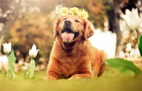 Top 5 Smartest Dog Breeds In The World | DogExpress