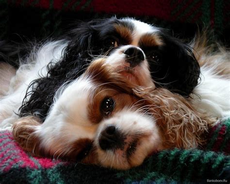 Cavalier King Charles Spaniel Wallpapers HD Download